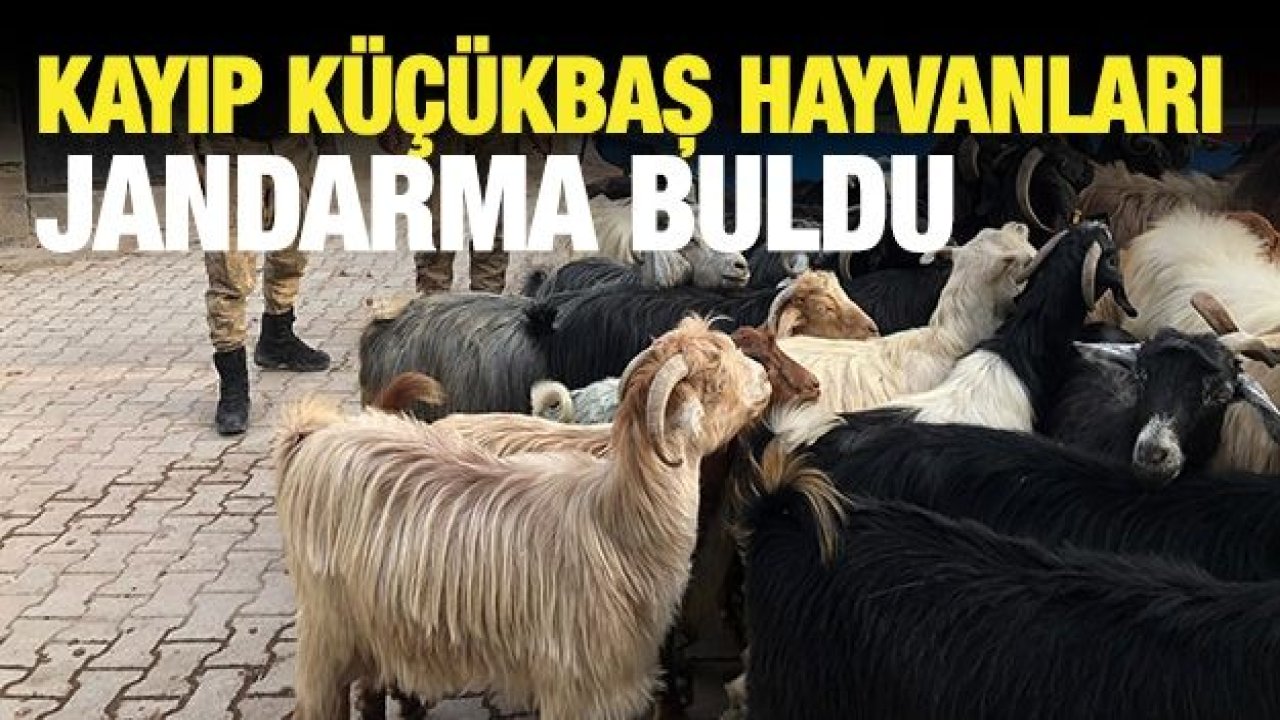 Kayıp küçükbaş hayvanları jandarma buldu