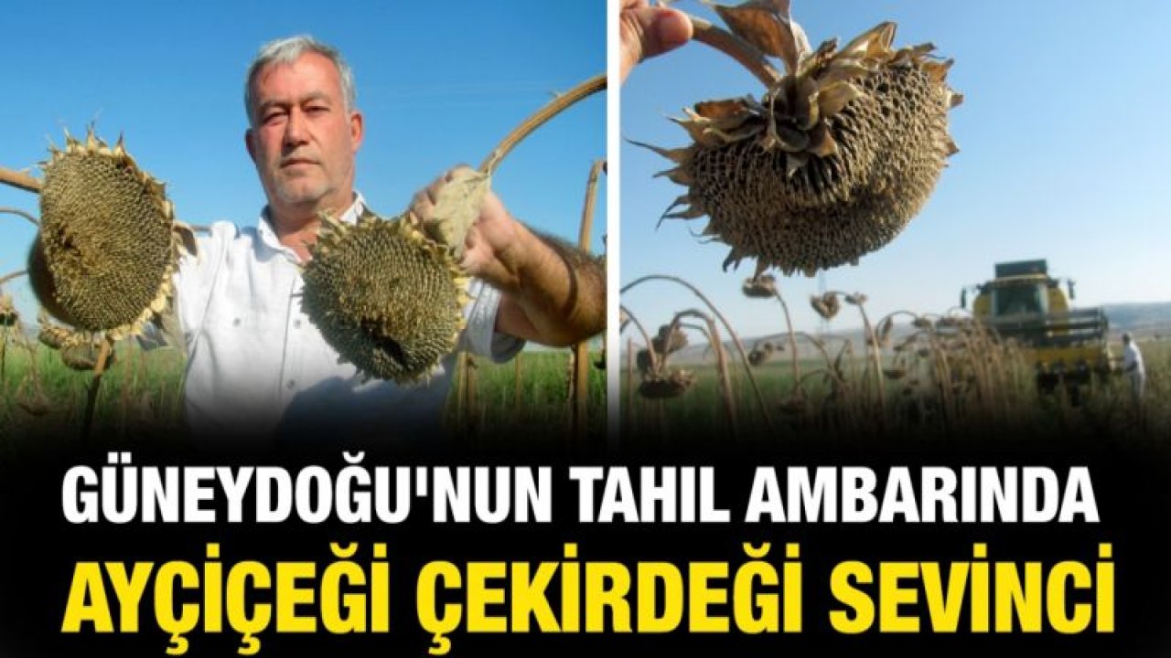 Güneydoğu'nun tahıl ambarında ayçiçeği çekirdeği sevinci