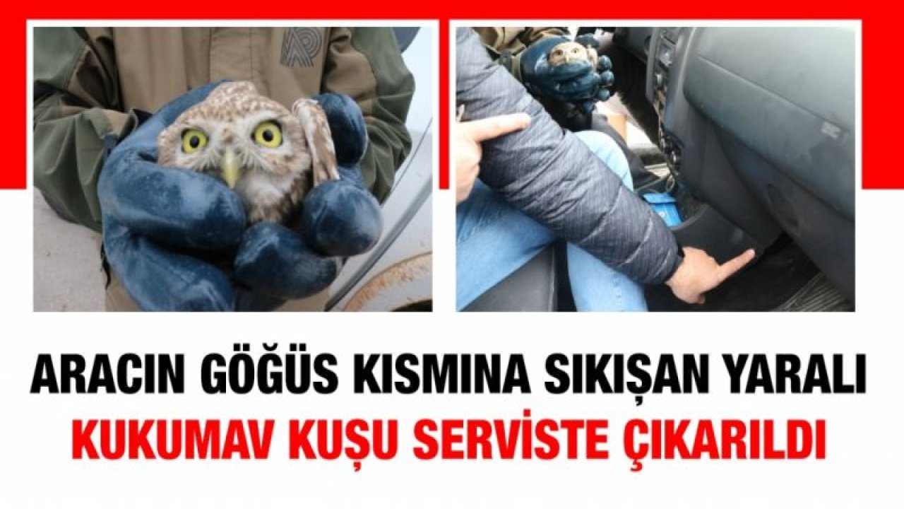 Aracın göğüs kısmına sıkışan yaralı kukumav kuşu serviste çıkarıldı