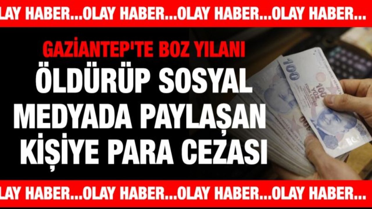 Gaziantep'te boz yılanı öldürüp sosyal medyada paylaşan kişiye para cezası