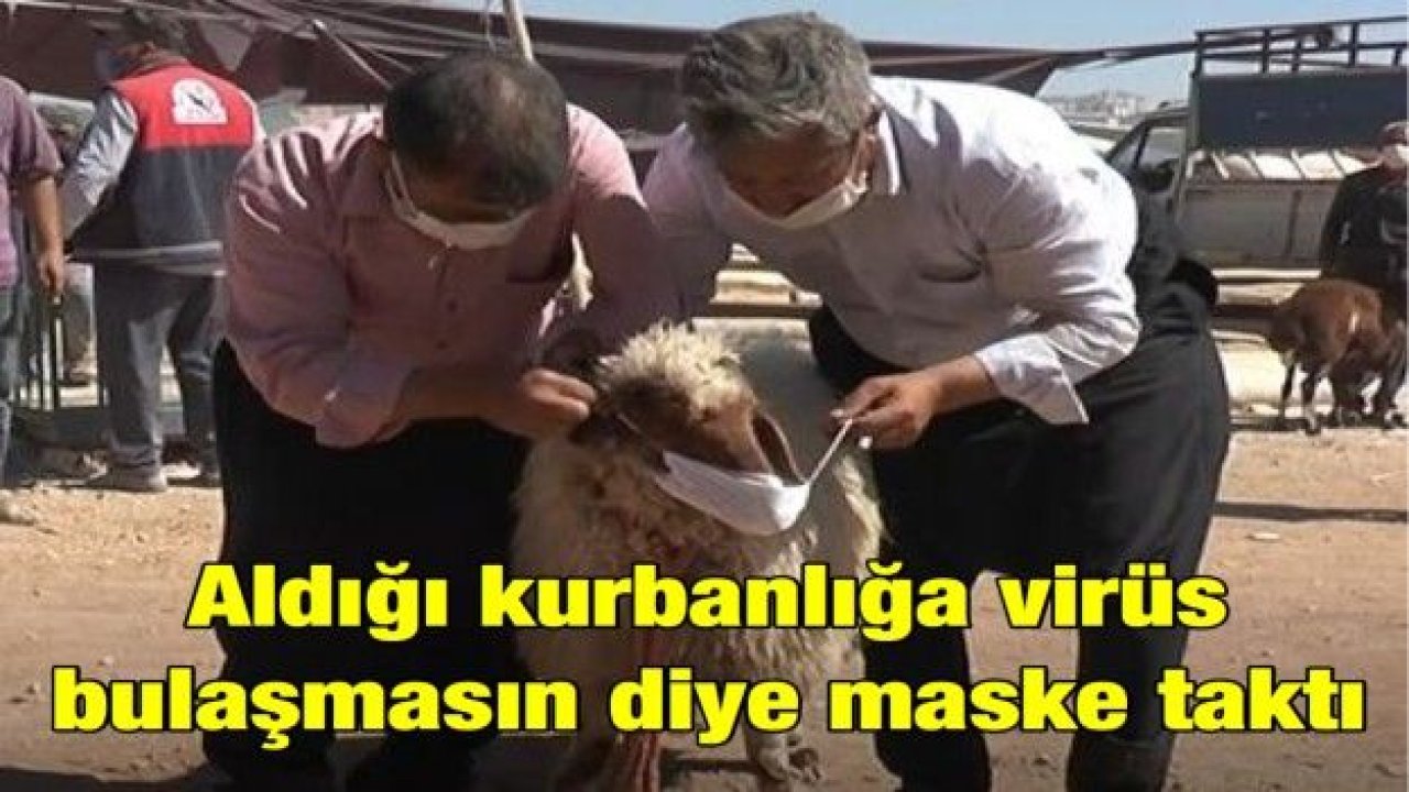 Aldığı kurbanlığa virüs bulaşmasın diye maske taktı