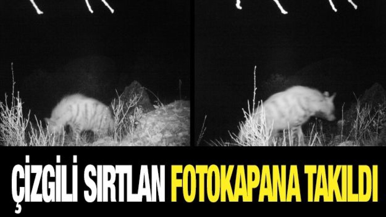 Çizgili sırtlan fotokapana takıldı