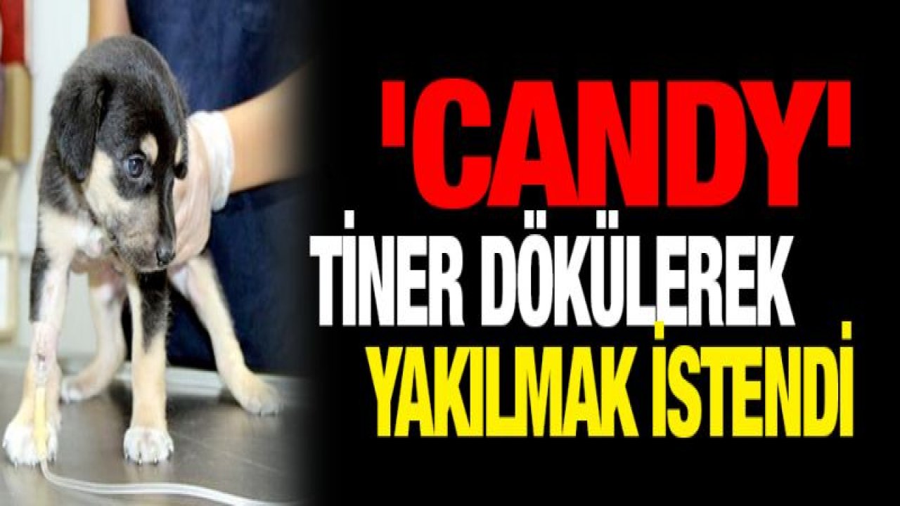 Tiner dökerek yakmak istediler