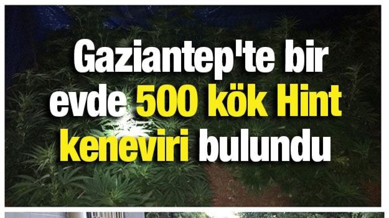 Gaziantep'te bir evde 500 kök Hint keneviri bulundu