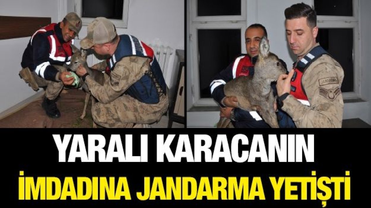 Yaralı karacanın imdadına jandarma yetişti