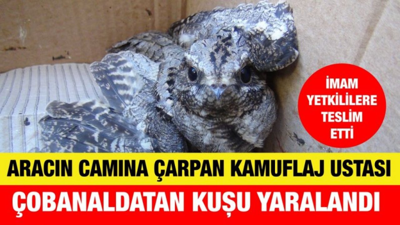 Aracın camına çarpan kamuflaj ustası çobanaldatan kuşu yaralandı