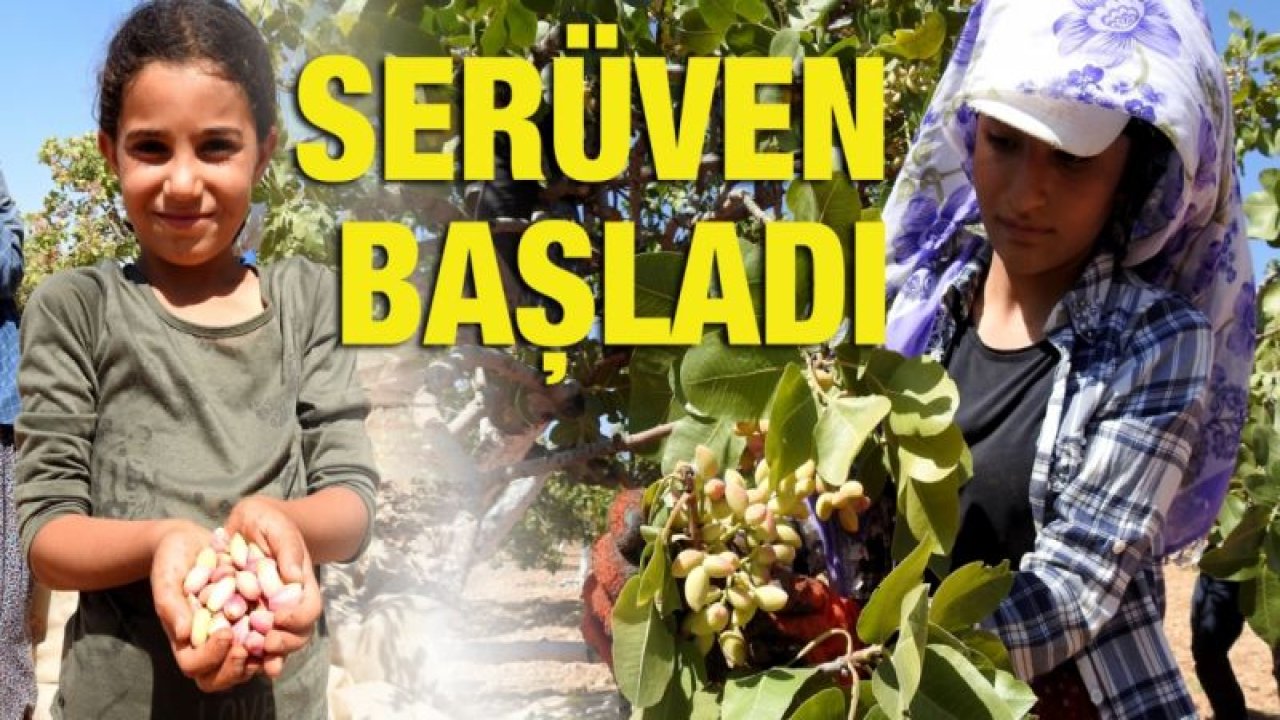 Baklavanın baş tacı fıstıkta hasat serüveni başladı