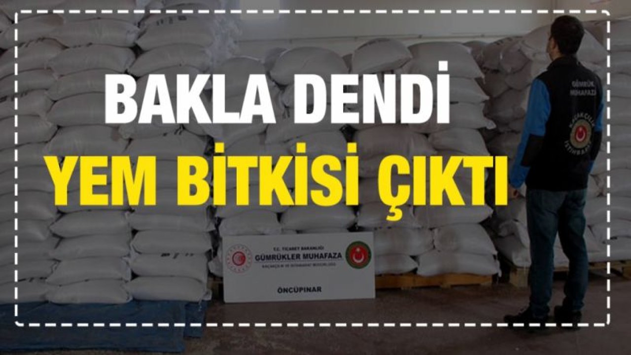 Bakla dendi yem bitkisi çıktı