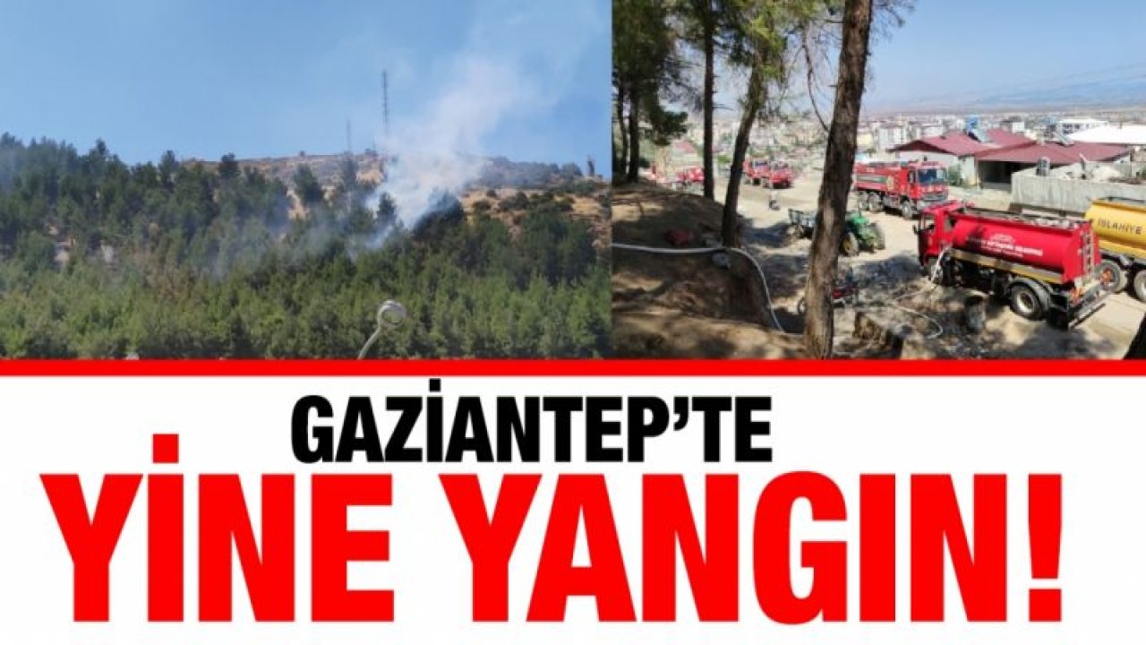 Gaziantep'te orman yangını