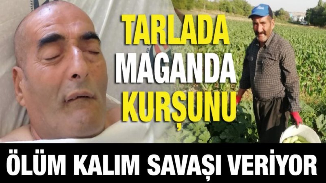 Tarlada maganda kurşunu