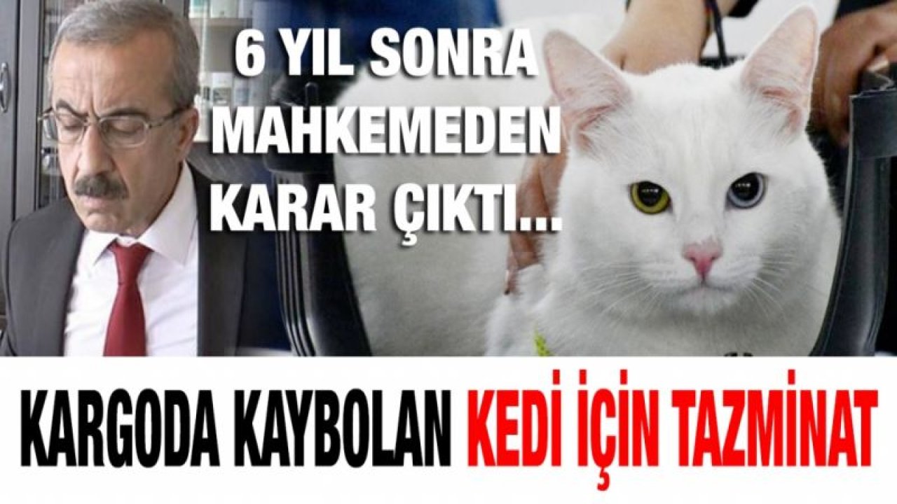 Kargoda kaybolan kedi için tazminat