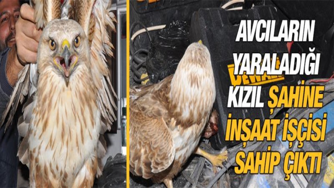 Avcıların yaraladığı kızıl şahine inşaat işçisi sahip çıktı