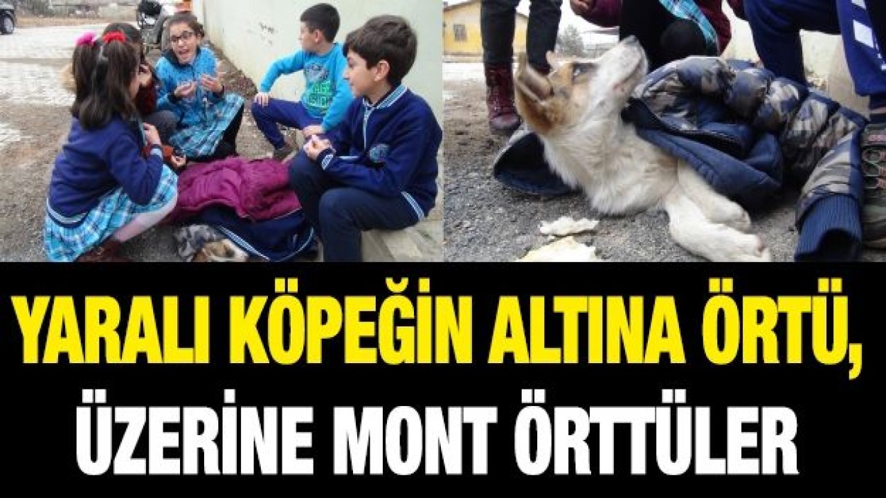 Yaralı köpeğin altına örtü, üzerine mont örttüler