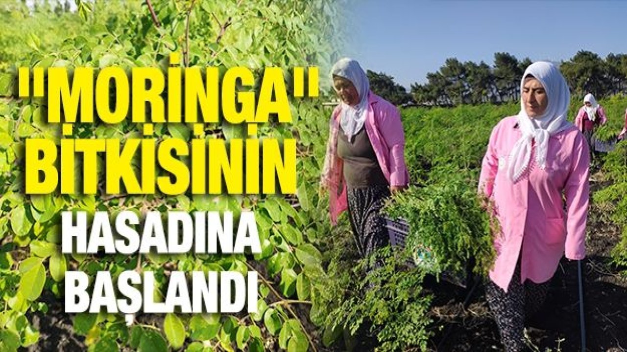 Her derde devam "moringa" bitkisinin hasadına başlandı