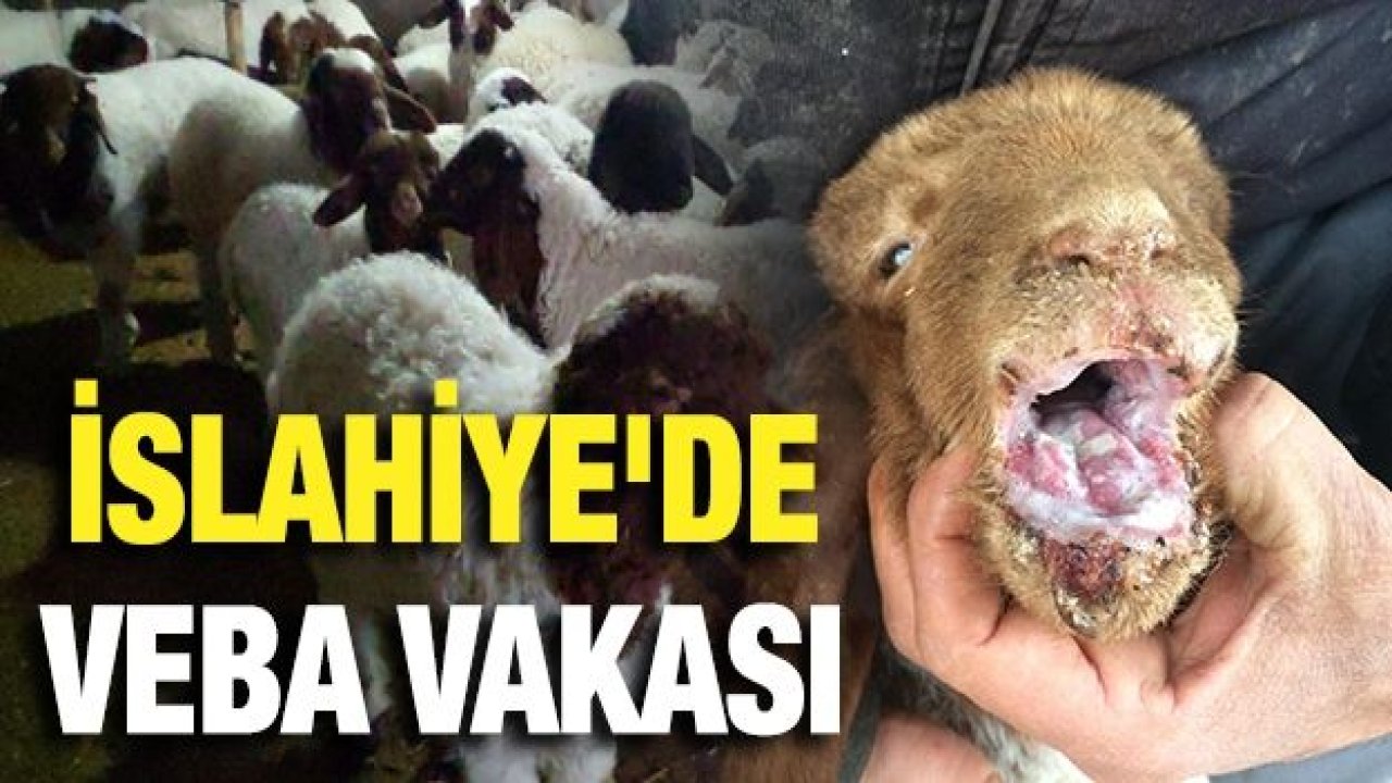 İslahiye'de veba vakası