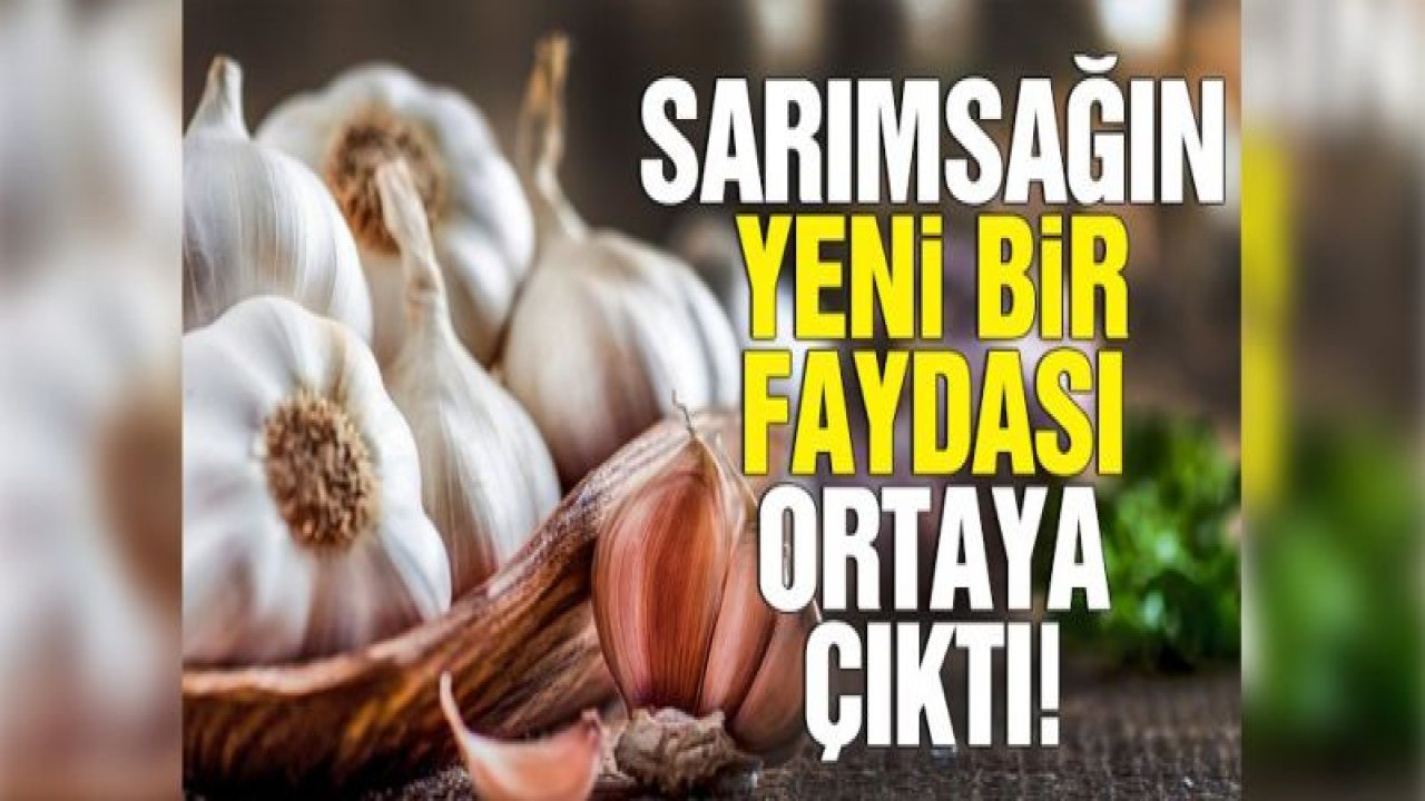 Sarımsağın yeni bir faydası ortaya çıktı