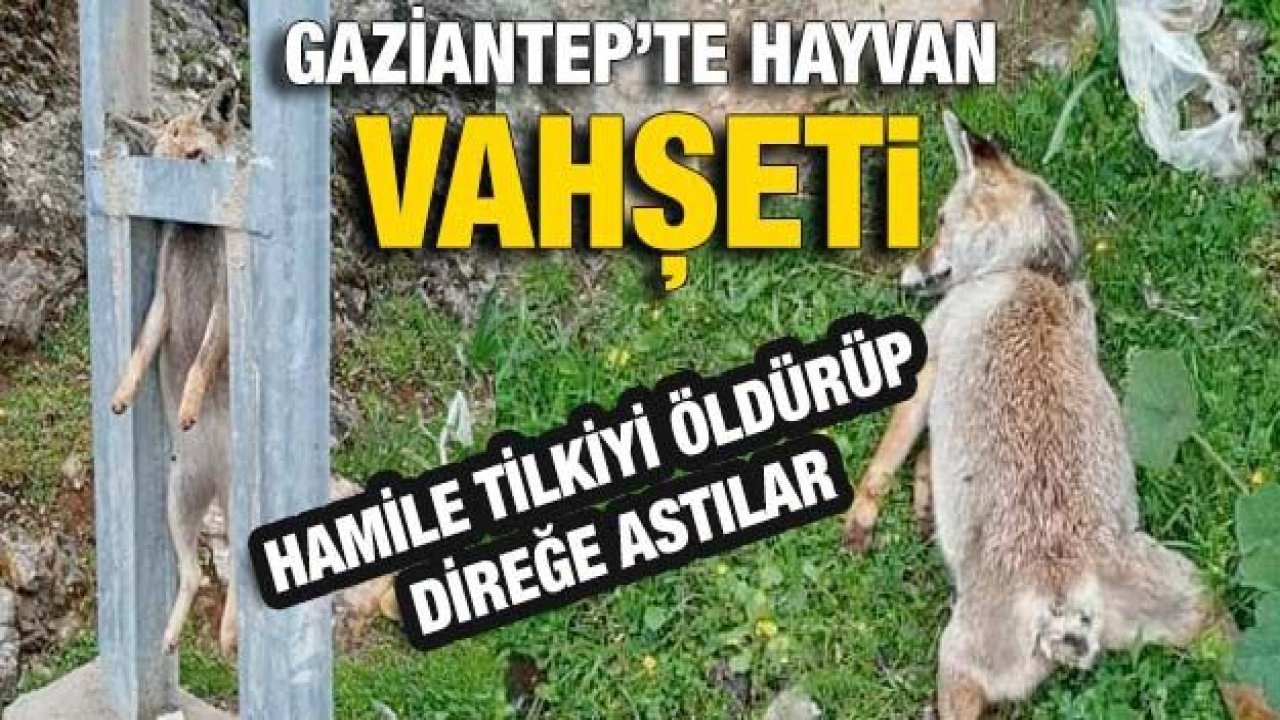 Bir Hayvan Vahşeti Daha...Gaziantep'te Hamile Tilkiyi Öldürüp Direğe Astılar...