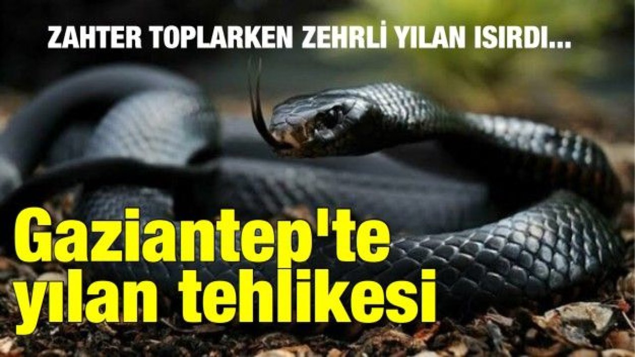 Gaziantep'te yılan tehlikesi