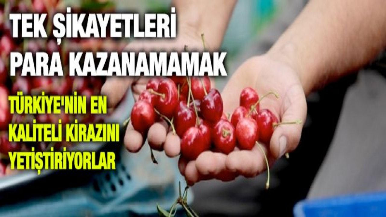 Türkiye'nin en kaliteli kirazını yetiştiriyorlar, tek şikayetleri para kazanamamak