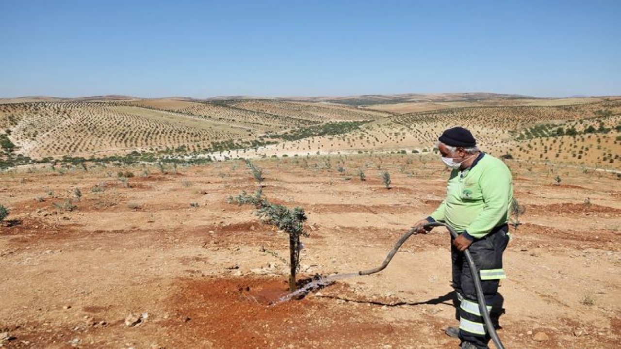 Dikilen fidanlar gelecek nesiller için büyütülüyor