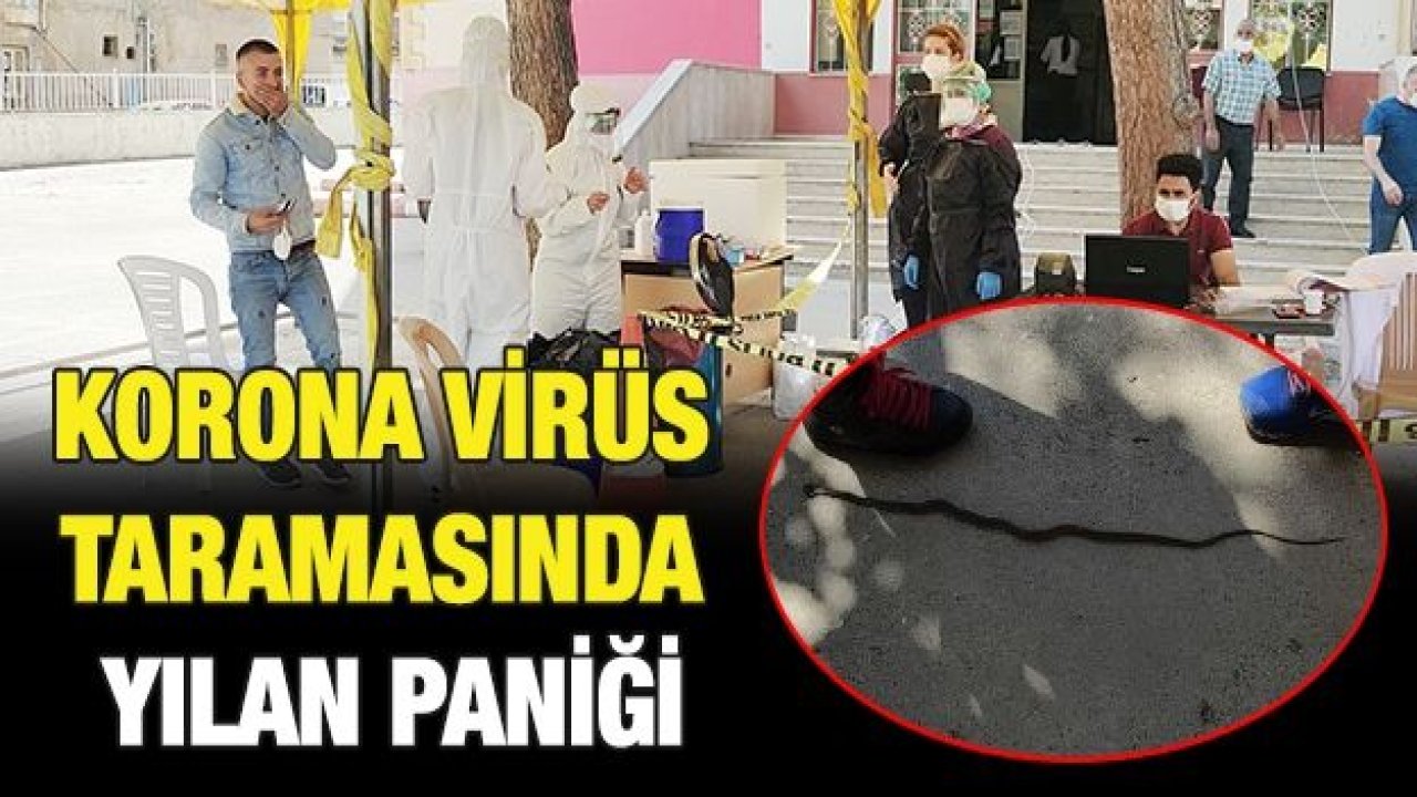 Korona virüs taramasında yılan paniği