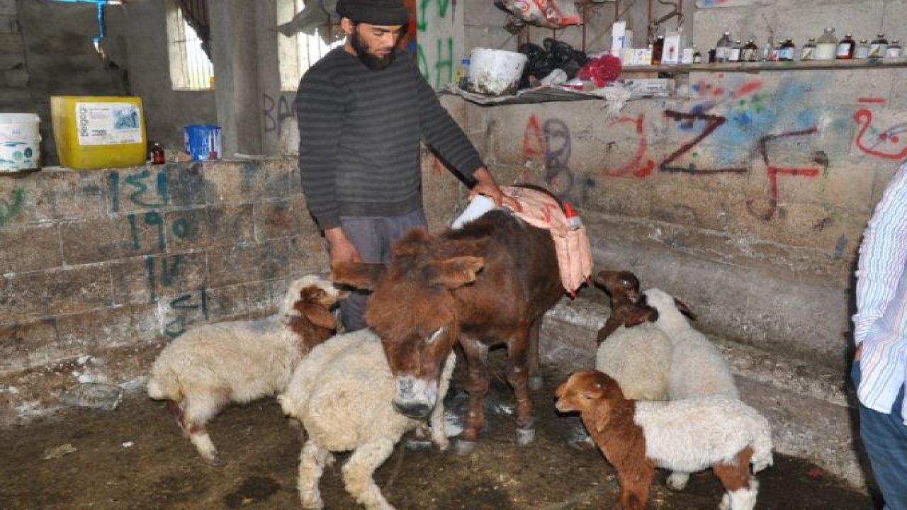 Annesiz kuzular eşek sırtından besleniyor