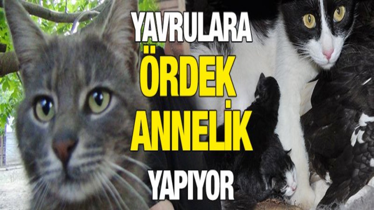 Kuluçkaya yatan ördek, kedi yavrularına da annelik yapıyor