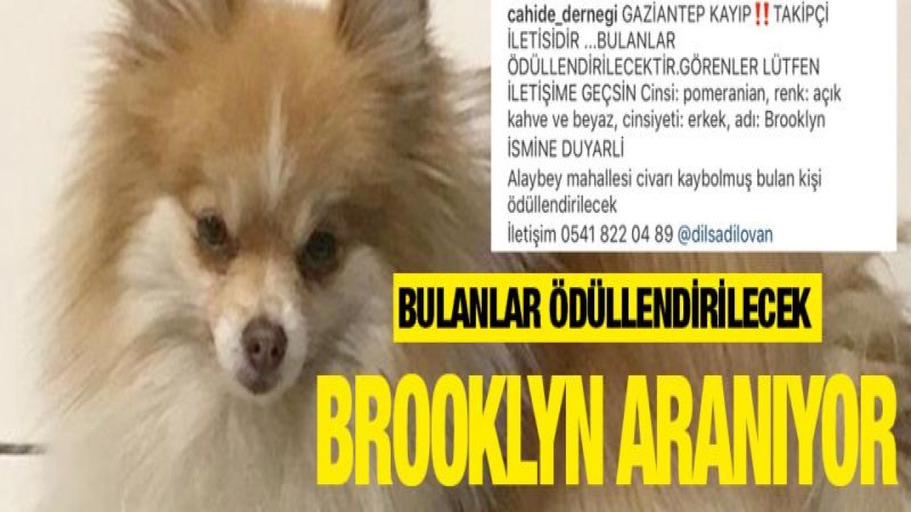 Brooklyn aranıyor