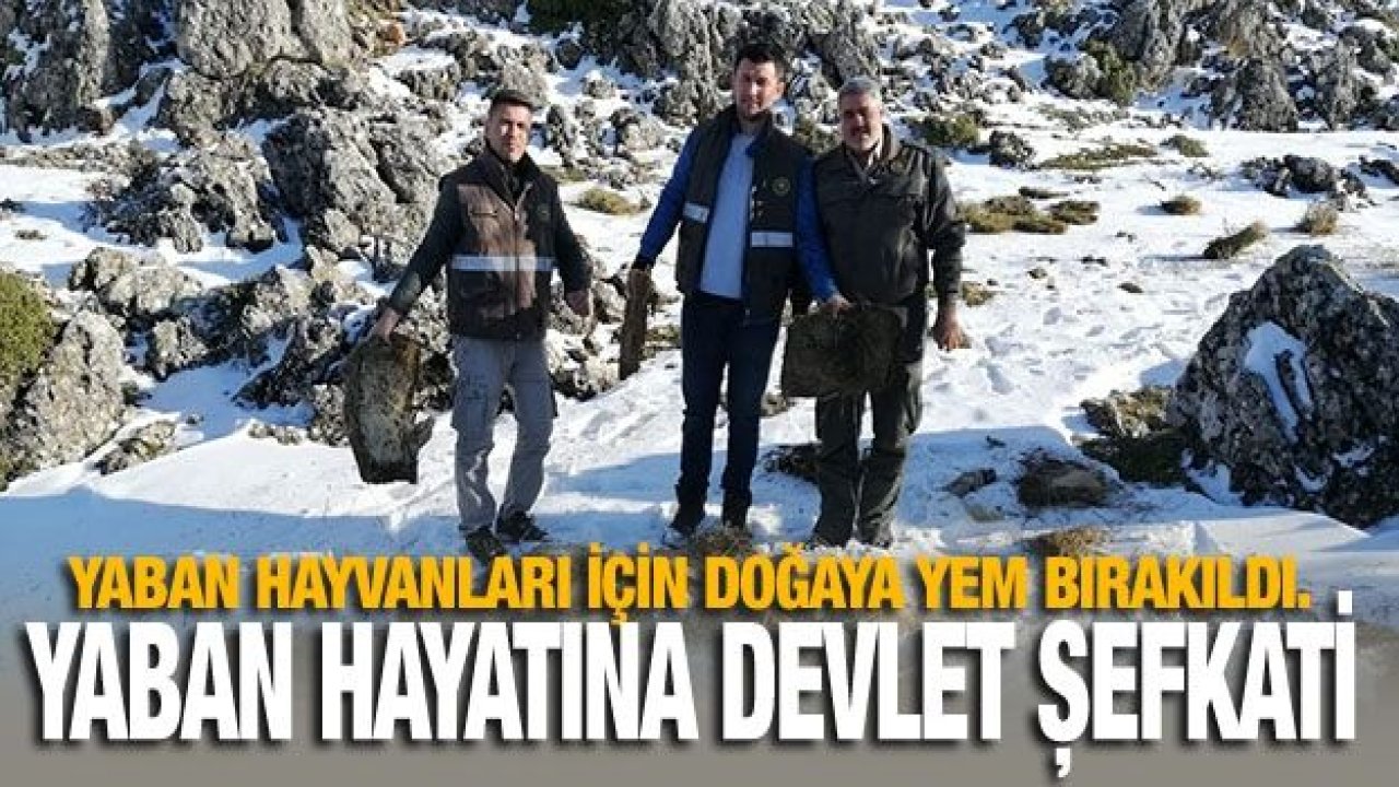 Yaban hayatına devlet şefkati