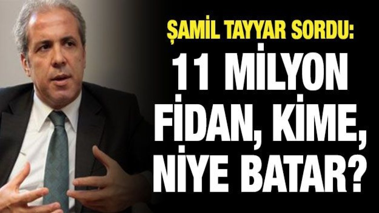 Şamil Tayyar sordu: 11 milyon fidan, kime, niye batar?