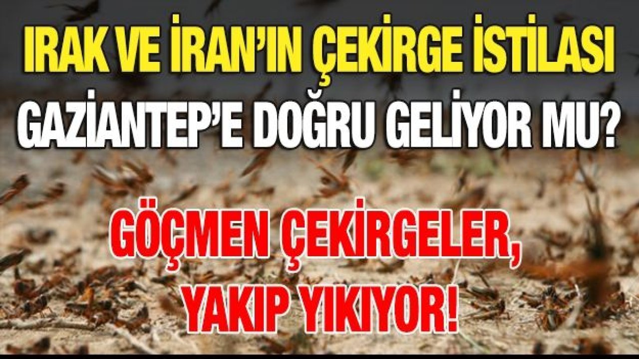 Irak ve İran’ın Çekirge istilası Gaziantep’e doğru geliyor mu?...