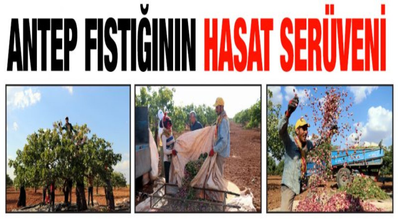 Antep fıstığında düşük rekolte yüksek fiyat