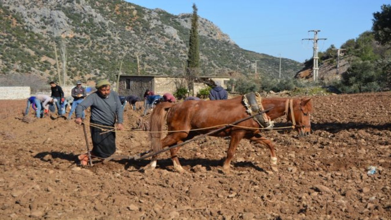 Gaziantep'te yetiştirilen üzüm asma fidanları dünyaya gönderiliyor