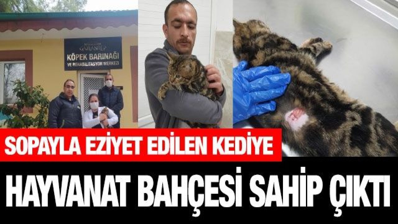 Sopayla eziyet edilen kediye Gaziantep Hayvan Bahçesi sahip çıktı