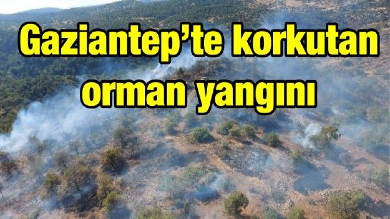 Gaziantep’te korkutan orman yangını