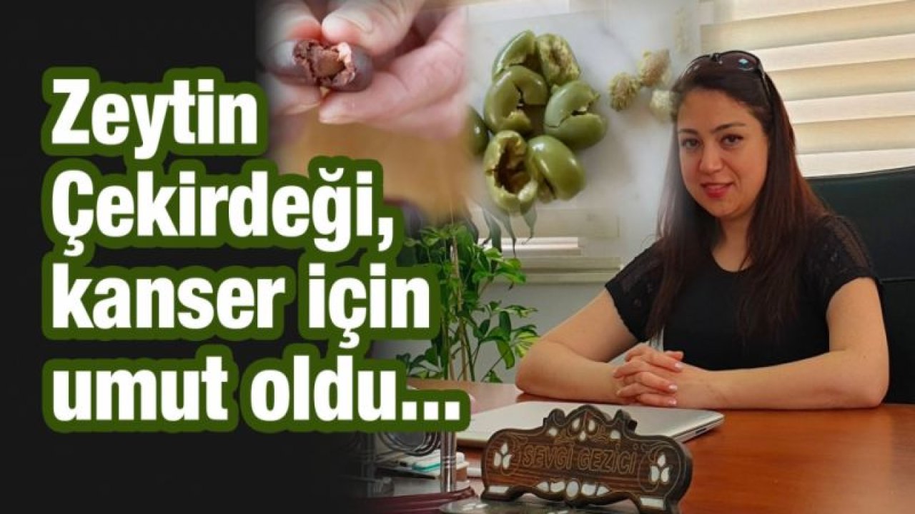 Zeytin Çekirdeği, kanser için umut oldu...