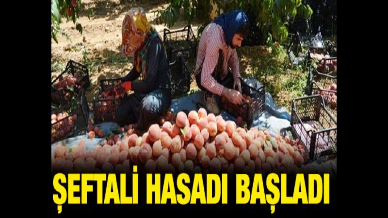 Gaziantep'te şeftali hasadı