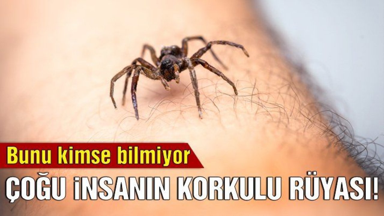 İnsanlar örümceklerden neden korkar?