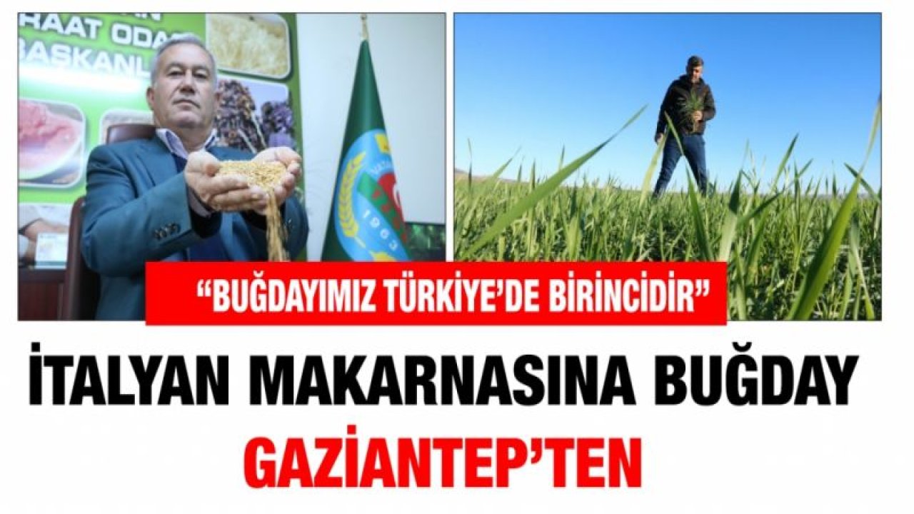 İtalyan makarnasına buğday Gaziantep’ten