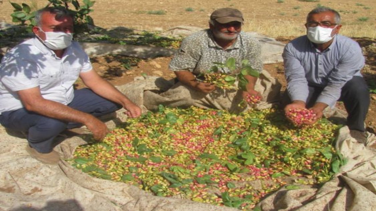 Araban’da yeşil altın hasadı buruk başladı