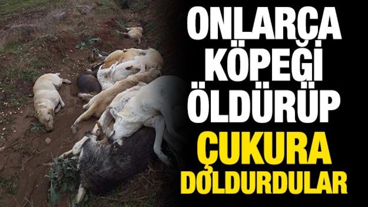 Onlarca köpeği öldürüp çukura doldurdular