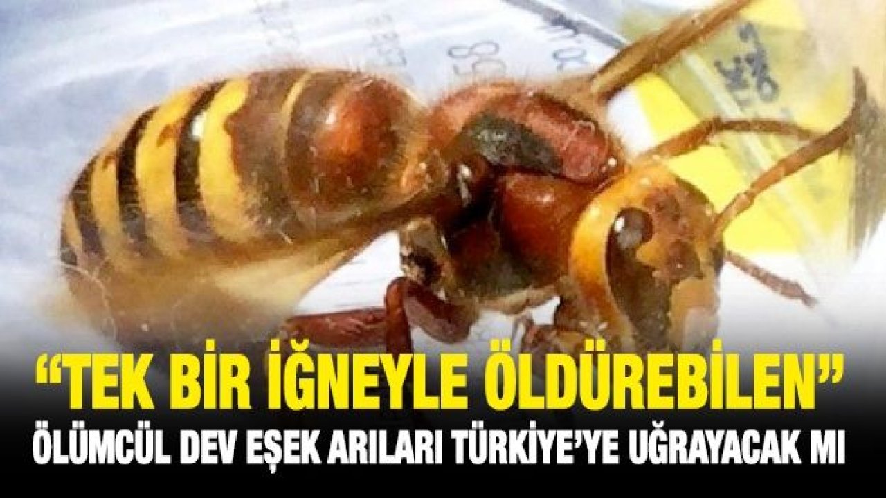 “Tek bir iğneyle öldürebilen” ölümcül dev eşek arıları Türkiye’ye uğrayacak mı