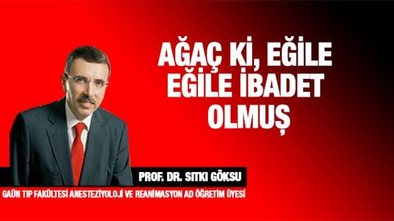 Ağaç Ki, Eğile Eğile İbadet Olmuş