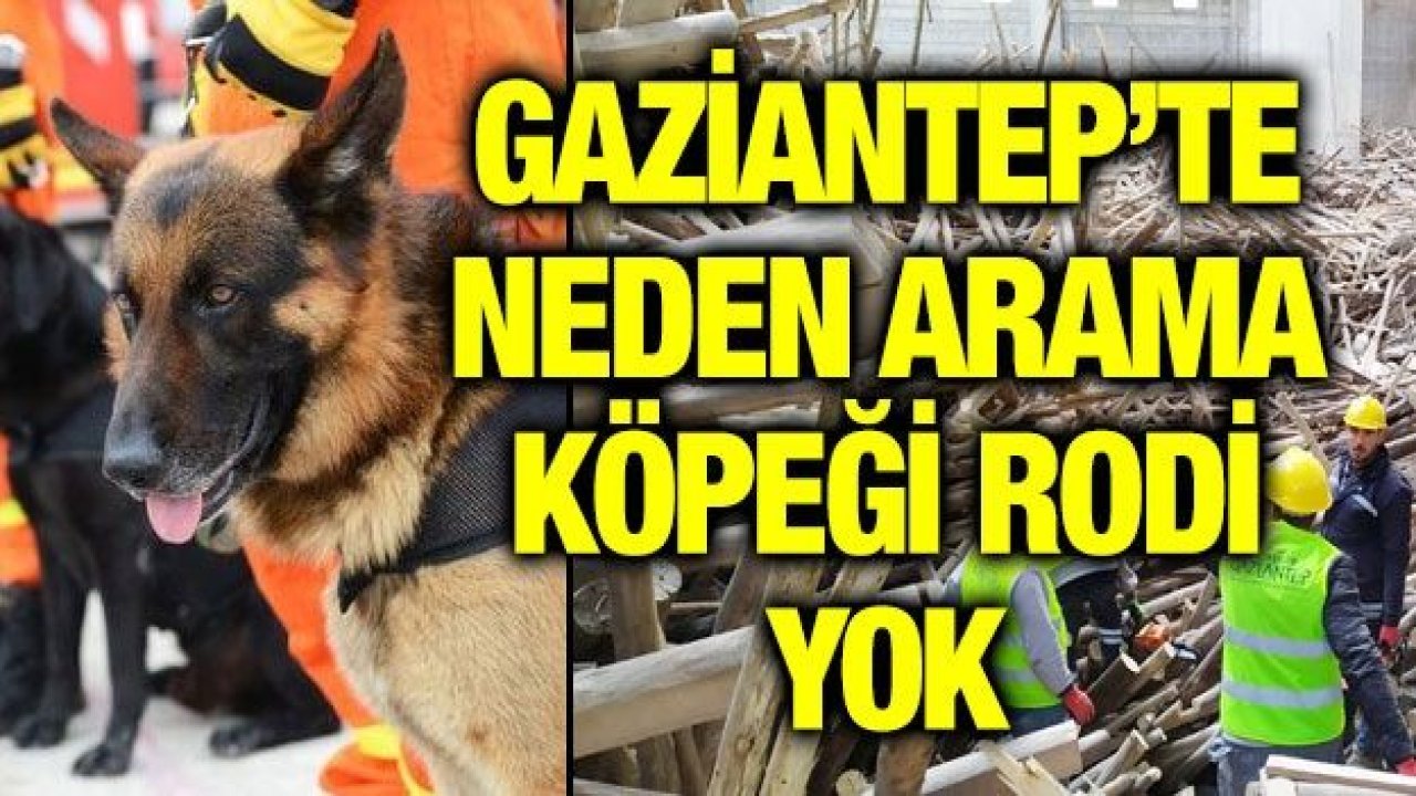 GAZİANTEP’TE NEDEN ARAMA KÖPEĞİ RODİ YOK