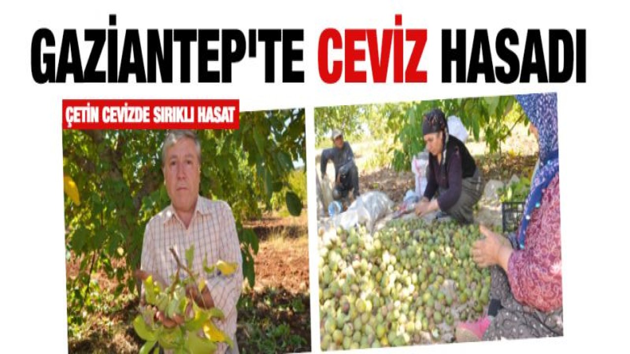 Çetin cevizde sırıklı hasat