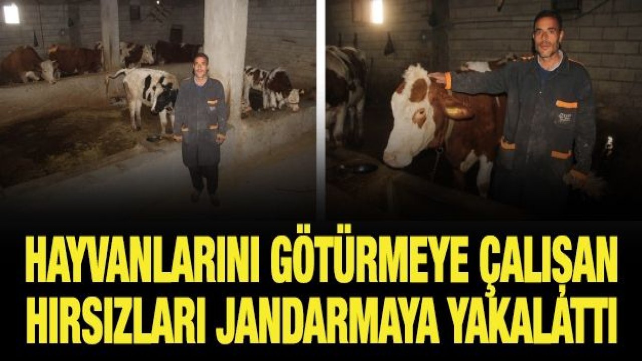 Meradan çalınan hayvanlarını dedektif gibi iz sürerek buldu