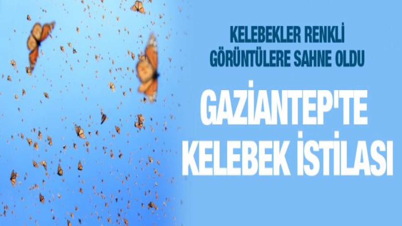 Gaziantep'te KELEBEK istilası