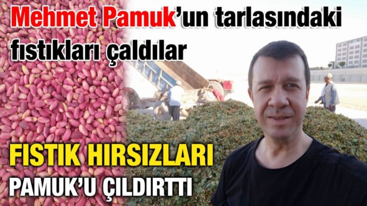 Mehmet Pamuk’un tarlasındaki fıstıkları çaldılar...  Fıstık hırsızları Pamuk’u çıldırttı