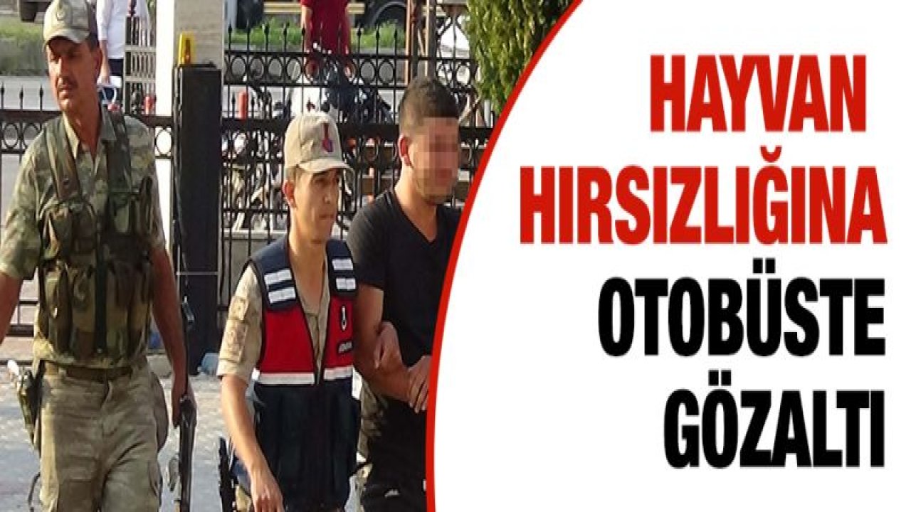 Hayvan hırsızlığı yapan zanlı otobüste yakalandı