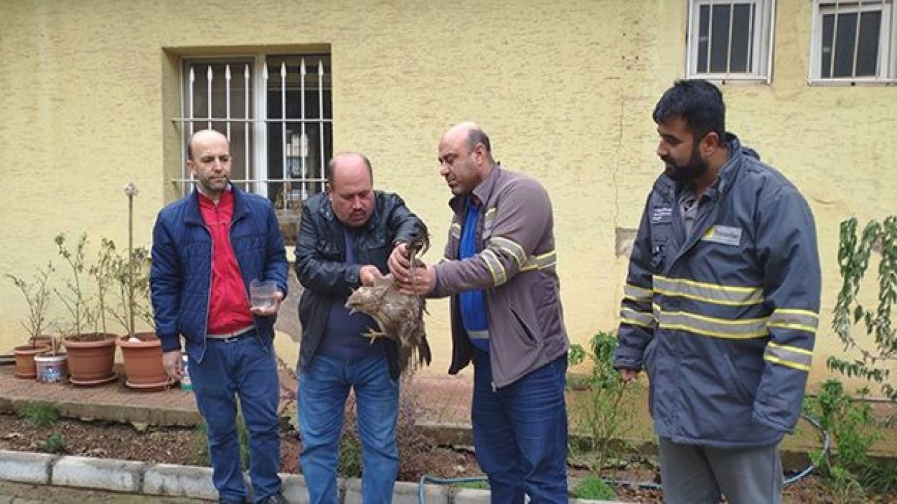 Yaralı olarak bulunan kızıl şahin koruma altına alındı